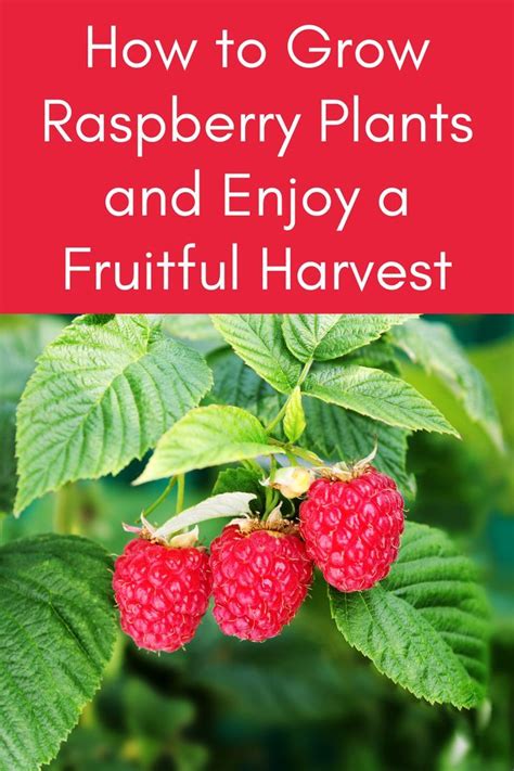 Fertilize Your Raspberry Plants for a Bountiful Harvest