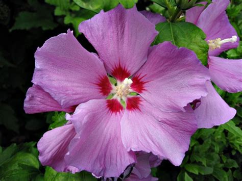 Fertilize Your Rose of Sharon for a Spectacular Bloom