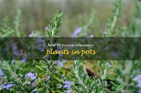 Fertilize Your Rosemary in 5 Easy Steps!