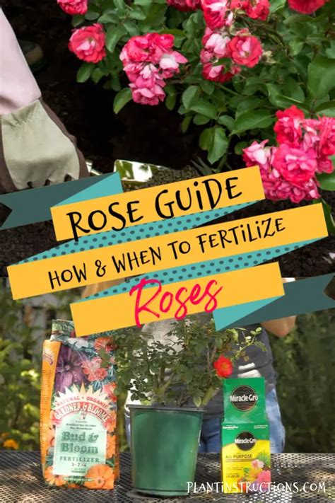 Fertilize Your Roses: The Ultimate Guide to 5 Easy-to-Follow Steps