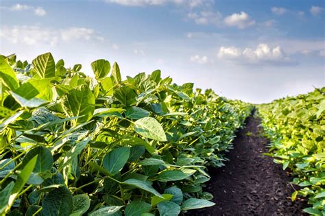 Fertilize Your Soybeans for Wild Success