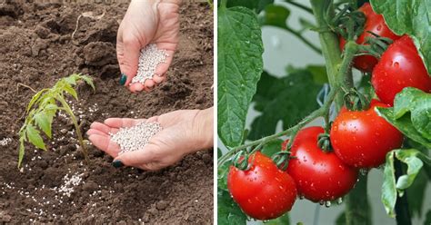 Fertilize Your Tomato Plants to Boost Production by 30%!