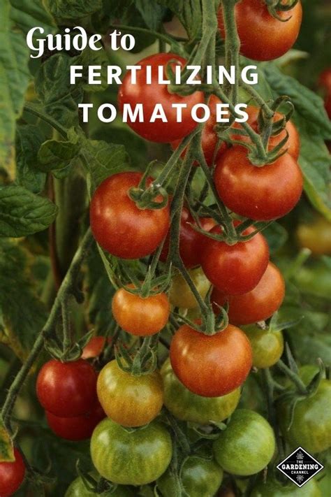 Fertilize Your Tomatoes to Quadruple Their Yield: 12-Step Guide with 100% Natural Ingredients