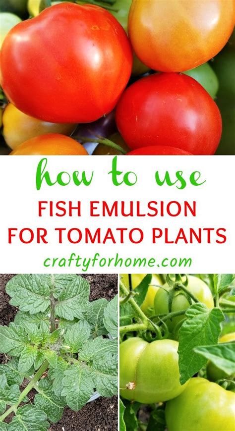 Fertilize Your Tomatoes with Fish Emulsion: A 5-Step Guide