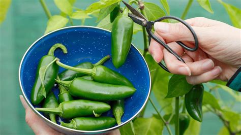 Fertilize Your Way to Fiery Jalapenos