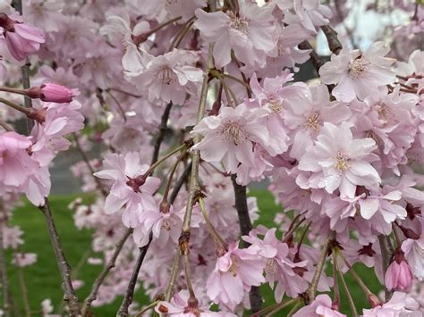 Fertilize Your Weeping Cherry Tree in 9 Easy Steps