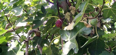 Fertilize a Fig Tree in 5 Simple Steps