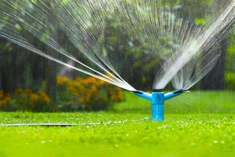 Fertilize before Rain or After: The Ultimate Guide for Gardeners