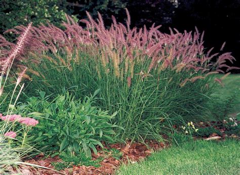 Fertilize for Fabulously Flourishing Ornamental Grasses: A Comprehensive Guide