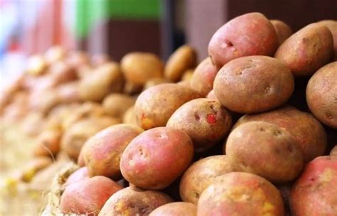 Fertilize for Potatoes: A Comprehensive Guide to Boosting Your Spud Production