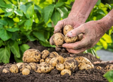 Fertilize for Potatoes: The Ultimate Guide to Maximizing Yield and Quality