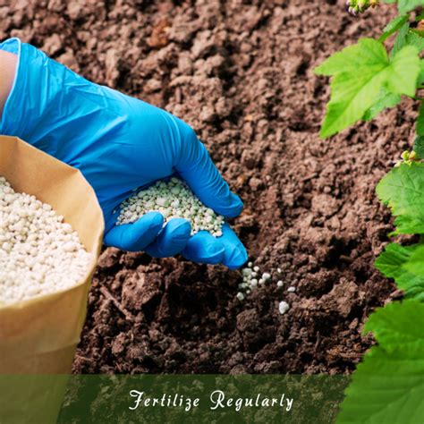 Fertilize regularly: