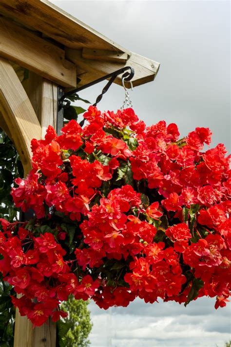 Fertilize your Amazing Pendula Begonias: 7 Proven Steps to Unlock Their Blooming Potential