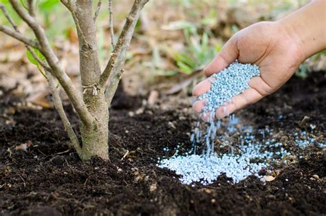 Fertilize your trees: