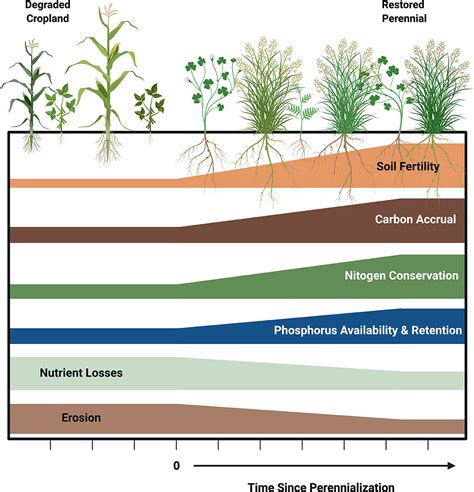 Fertilized Farmsoil: A 10,000-Year Solution to Global Food Security