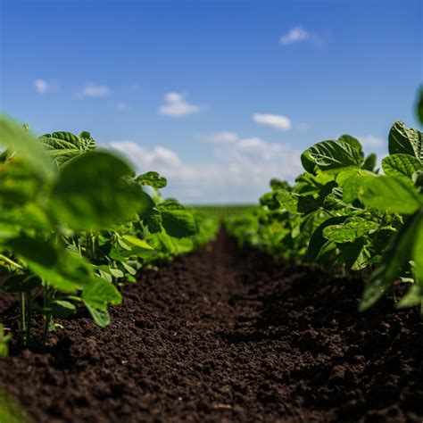 Fertilized Farmsoil: The Key to Sustainable and Abundant Agriculture