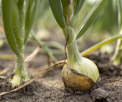 Fertilizer! Onions Get a Boost