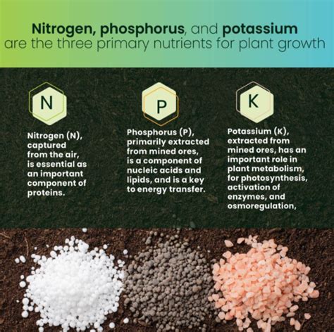 Fertilizer: Nitrogen vs. Phosphorus - A Comprehensive Guide to Plant Nutrition