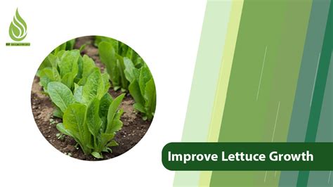 Fertilizer 101: A Guide to Nourishing Your Lettuce Plants for Optimal Growth