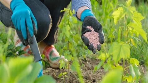 Fertilizer 101: Maximizing Crop Yield and Soil Health