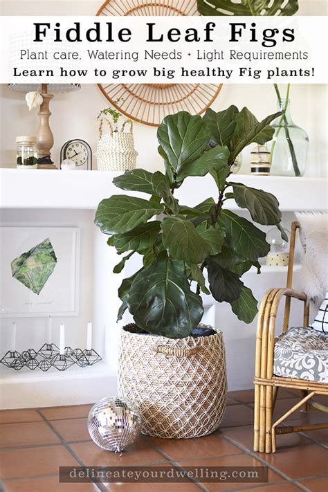 Fertilizer 101: The Essential Guide for Fiddle Leaf Fig Trees