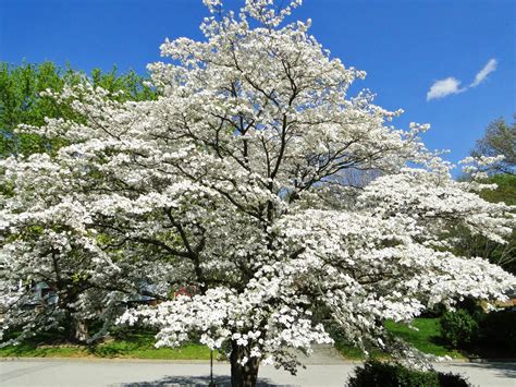 Fertilizer 101 for Dogwood Trees: Enhance Growth, Blooms, and Overall Health