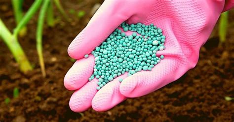 Fertilizer 5 10 10: The Magic Formula for Plant Growth