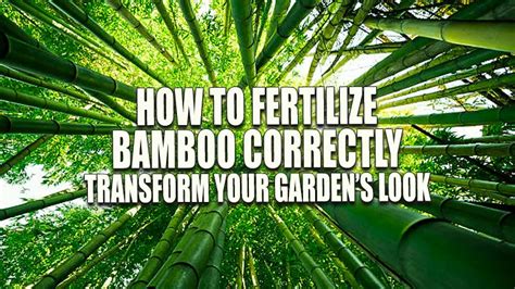 Fertilizer Bamboo: A Guide to Nourishing Your Giant Grass