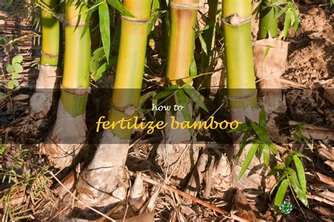 Fertilizer Bamboo: The Ultimate Guide (2023)