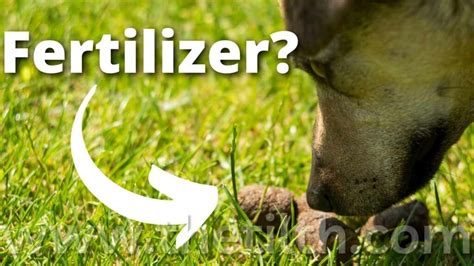 Fertilizer Dog Poop: 9 Practical Ways to Use It