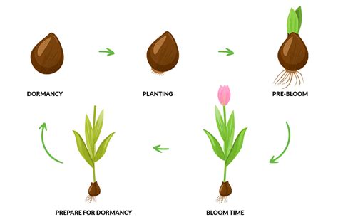 Fertilizer Dosages for 3 Blooming Stages of Tulips