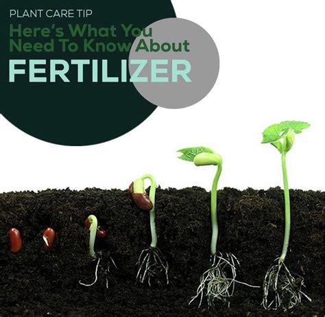 Fertilizer Fix: The Need to Know