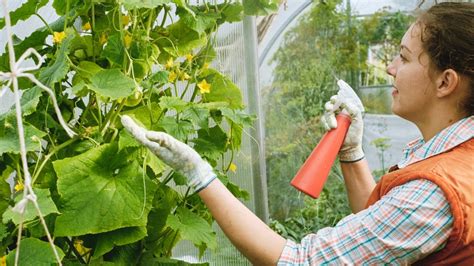 Fertilizer Fun: 5 Ways to Feed Your Cucumbers for Max Yield