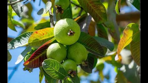 Fertilizer Guava Tree: The Ultimate Guide to Growing Sweet, Bountiful Fruit