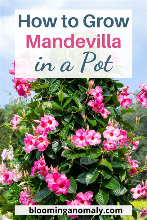 Fertilizer Guide for Mandevilla: Unlock the Secrets to Abundant Blooms