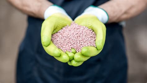 Fertilizer High Phosphorus: A Comprehensive Guide