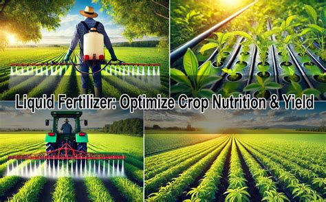 Fertilizer High Phosphorus: Optimize Crop Yield & Soil Health