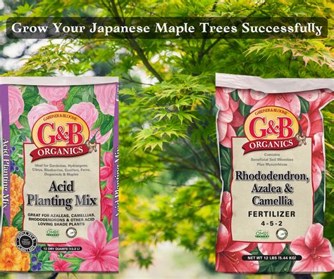 Fertilizer Japanese Maple in 9 Comprehensive Steps