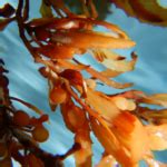 Fertilizer Kelp: The Ultimate Guide to Its Benefits for Plant Growth