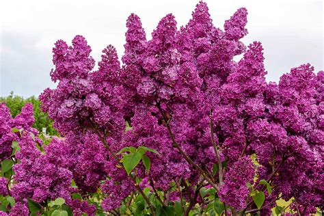 Fertilizer Lilac: The 5 Amazing Benefits for Your Garden