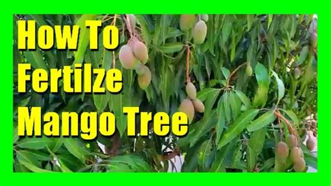 Fertilizer Mango Tree 4 Secret Tips