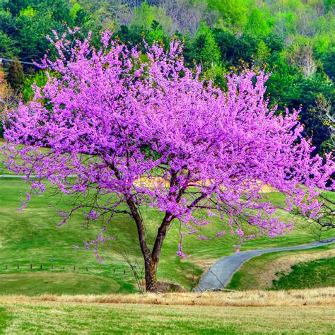 Fertilizer Needs of Eastern Redbud Trees