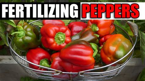 Fertilizer Pepper Plants: The Complete Guide