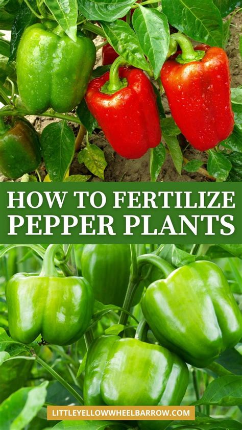 Fertilizer Pepper Plants Like It Hot