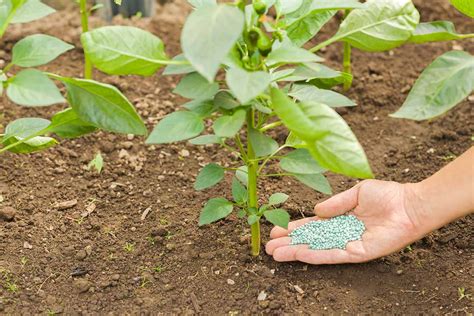 Fertilizer Peppers: The Ultimate Guide to Boosting Your Yields