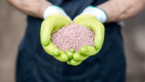 Fertilizer Phosphorus: Your Ultimate Guide to 3 Essential Elements