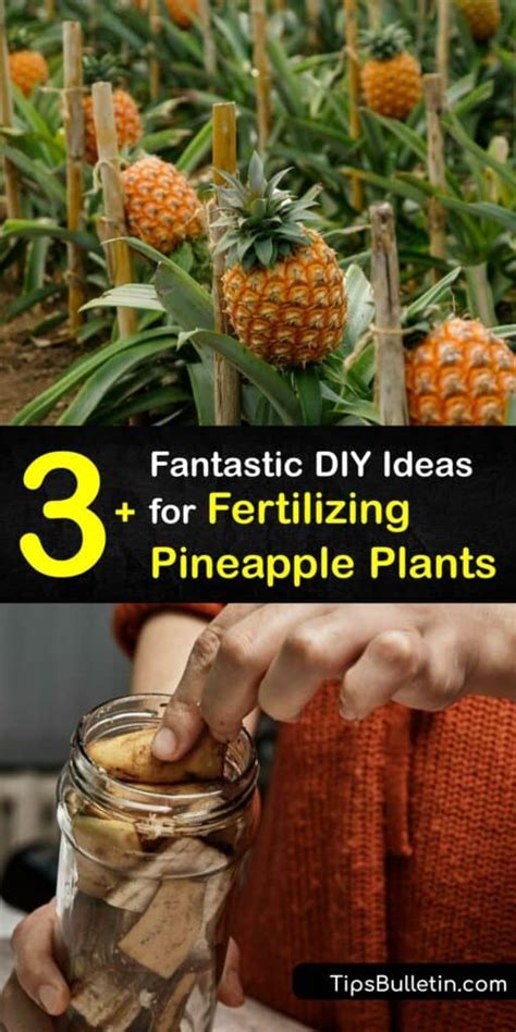 Fertilizer Pineapple Plant: A Guide to Maximizing Yield