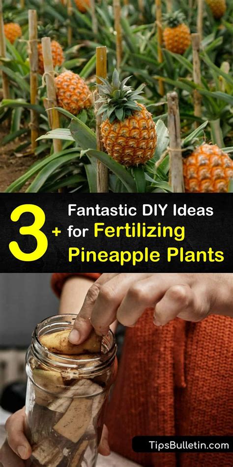 Fertilizer Pineapple Plant with 5 Powerful Tips