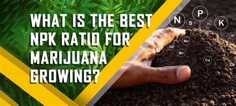 Fertilizer Ratio for Cannabis: Everything You Need to Know