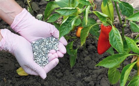 Fertilizer Recommendations for Pepper Plants